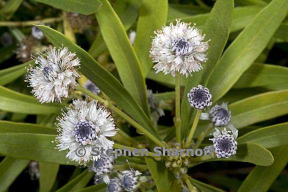 globularia salicina 3 graphic